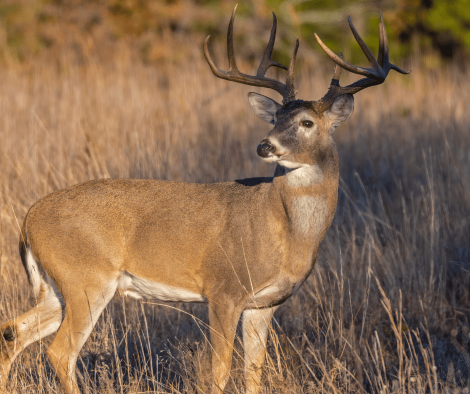Wildlife Feed & Grain