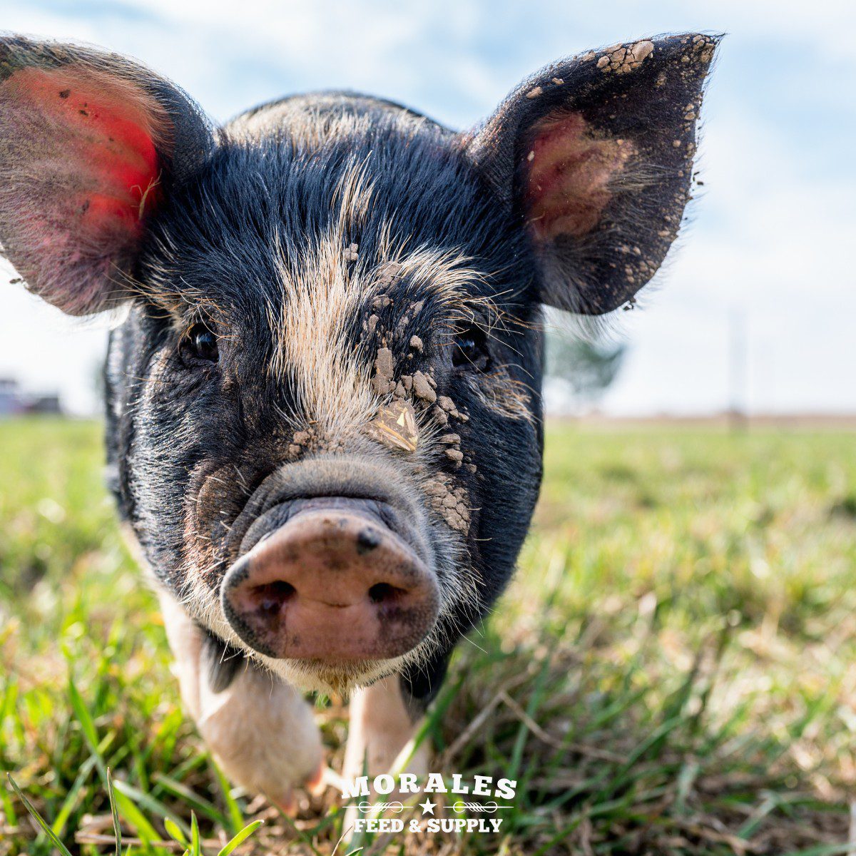 Livestock Feed & Grain