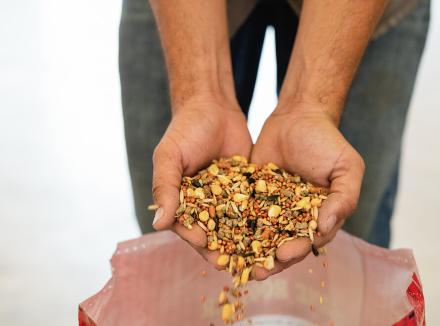 Morales Feed Supply | Winter Farming Seeds