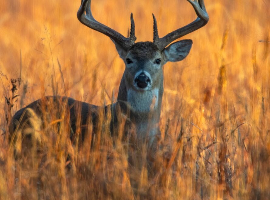 Protein in Winter Wildlife Diets