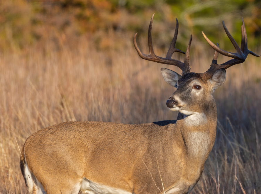 Post-Rut Feeding for Whitetail Deer