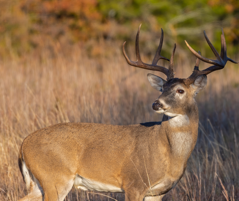 Post-Rut Feeding for Whitetail Deer