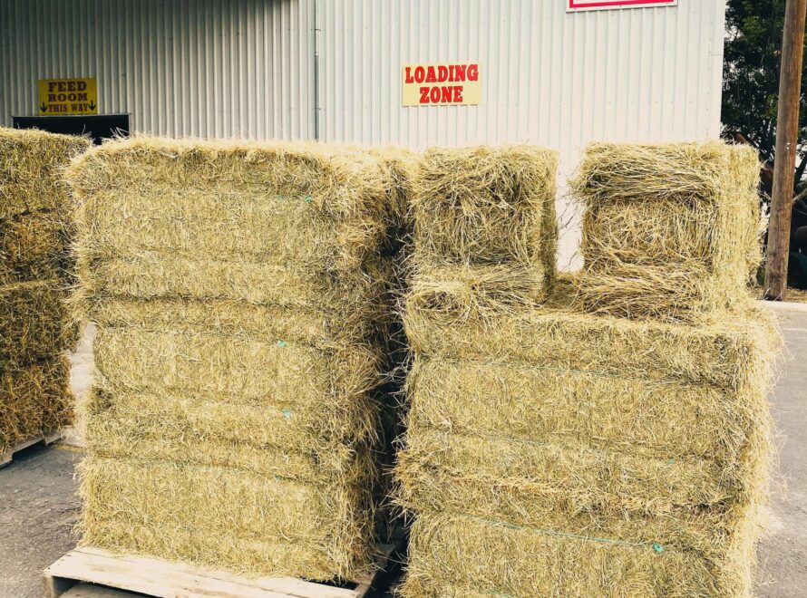 Why Feed Fiber (Hay) Matters for Wildlife in Winter