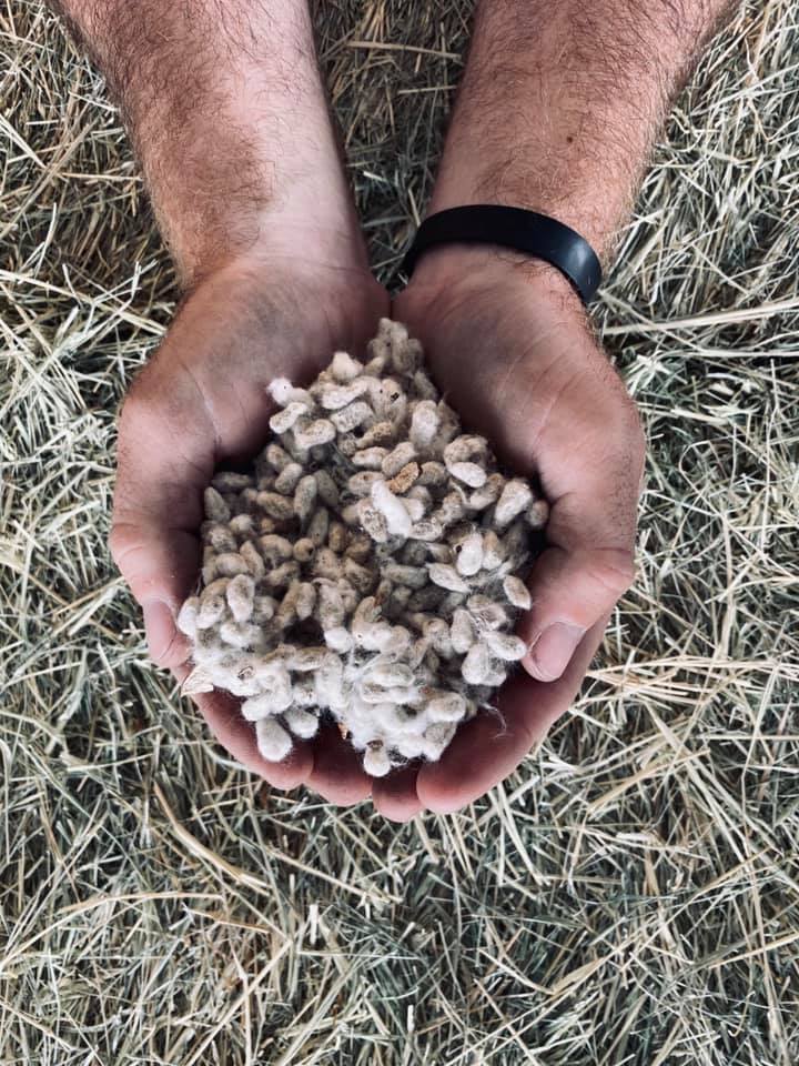 Morales feed and supply Cottonseed