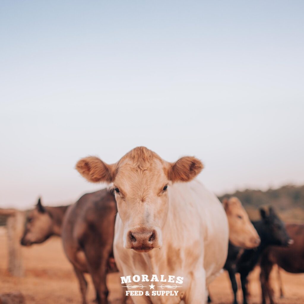 Cow Peas A Nutrient-Rich Cover Crop for Soil Improvement