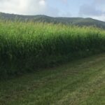 Soil Health & Its Role in Pasture Management