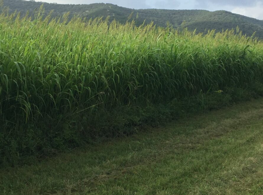 Soil Health & Its Role in Pasture Management