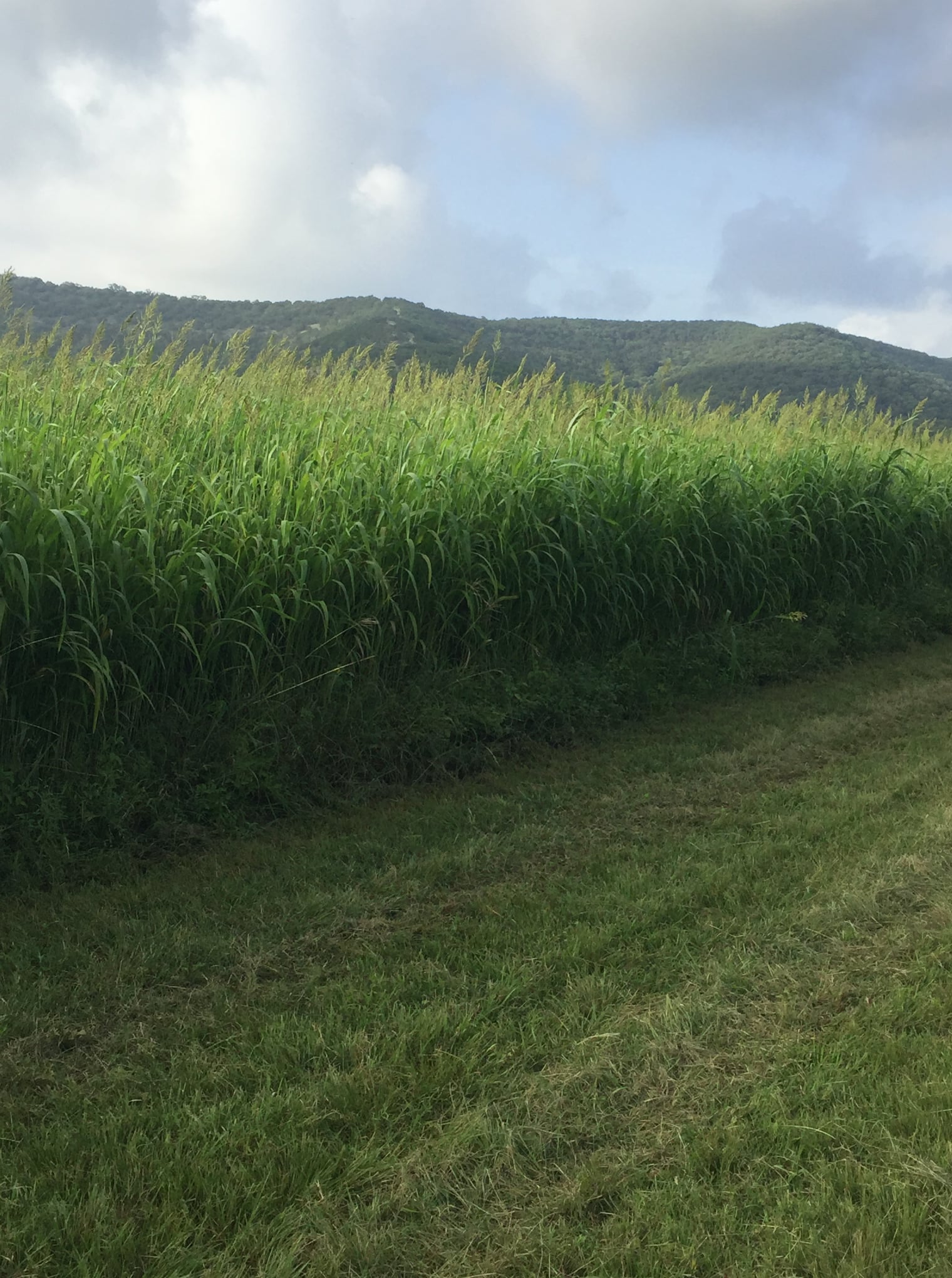 Soil Health & Its Role in Pasture Management