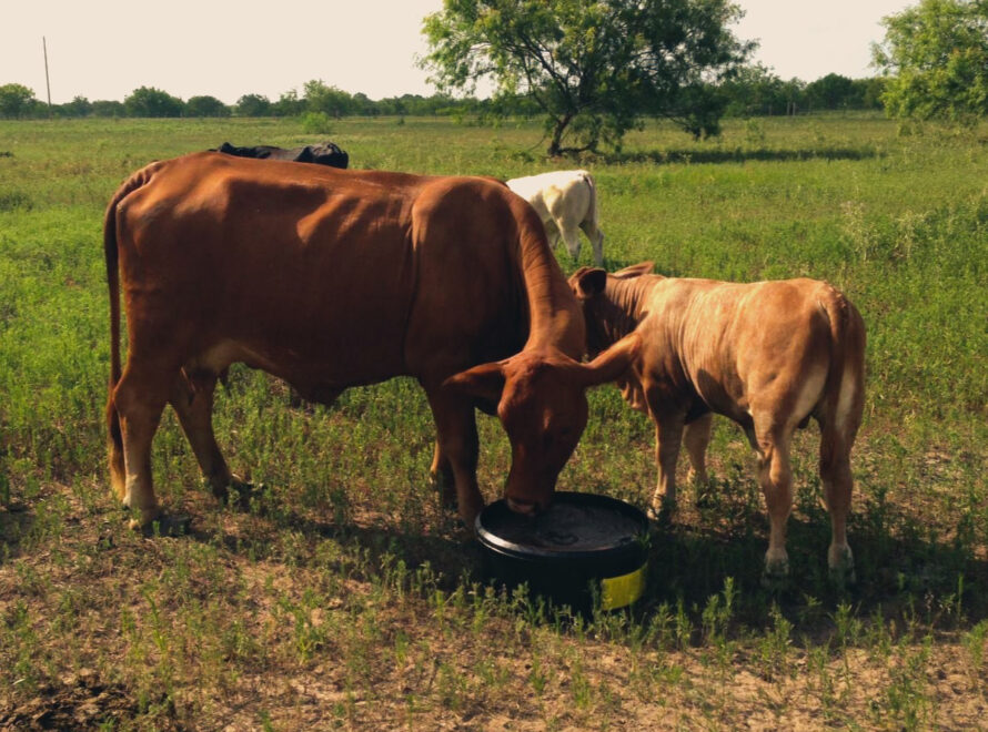 The Importance of Hay and Bulk Bin Refills for Livestock Nutrition