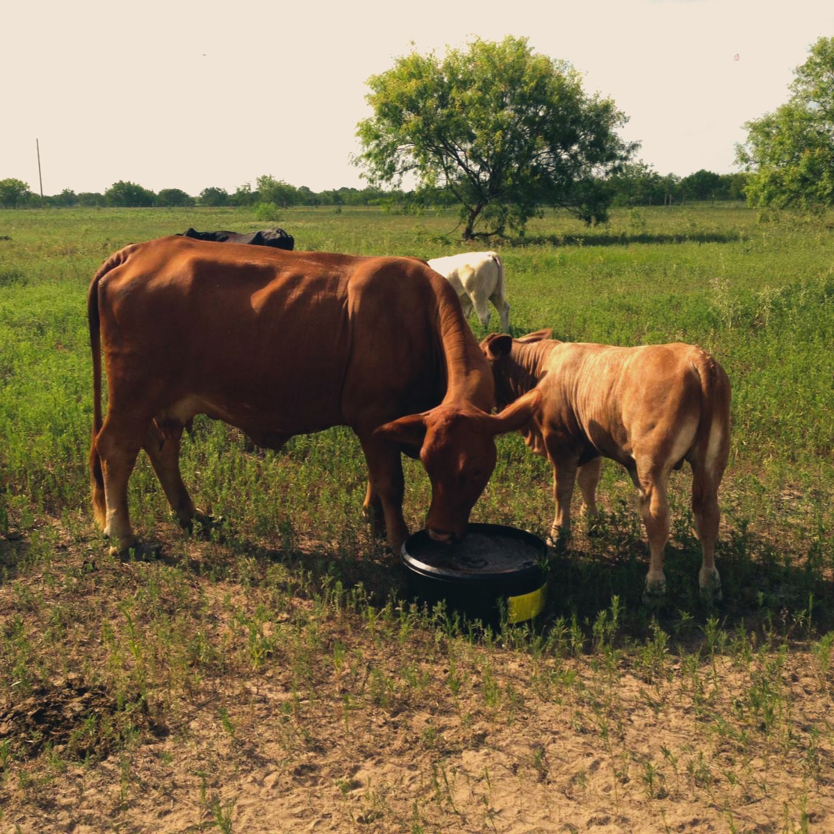 The Importance of Hay and Bulk Bin Refills for Livestock Nutrition
