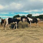 Seasonal Feeding Strategies