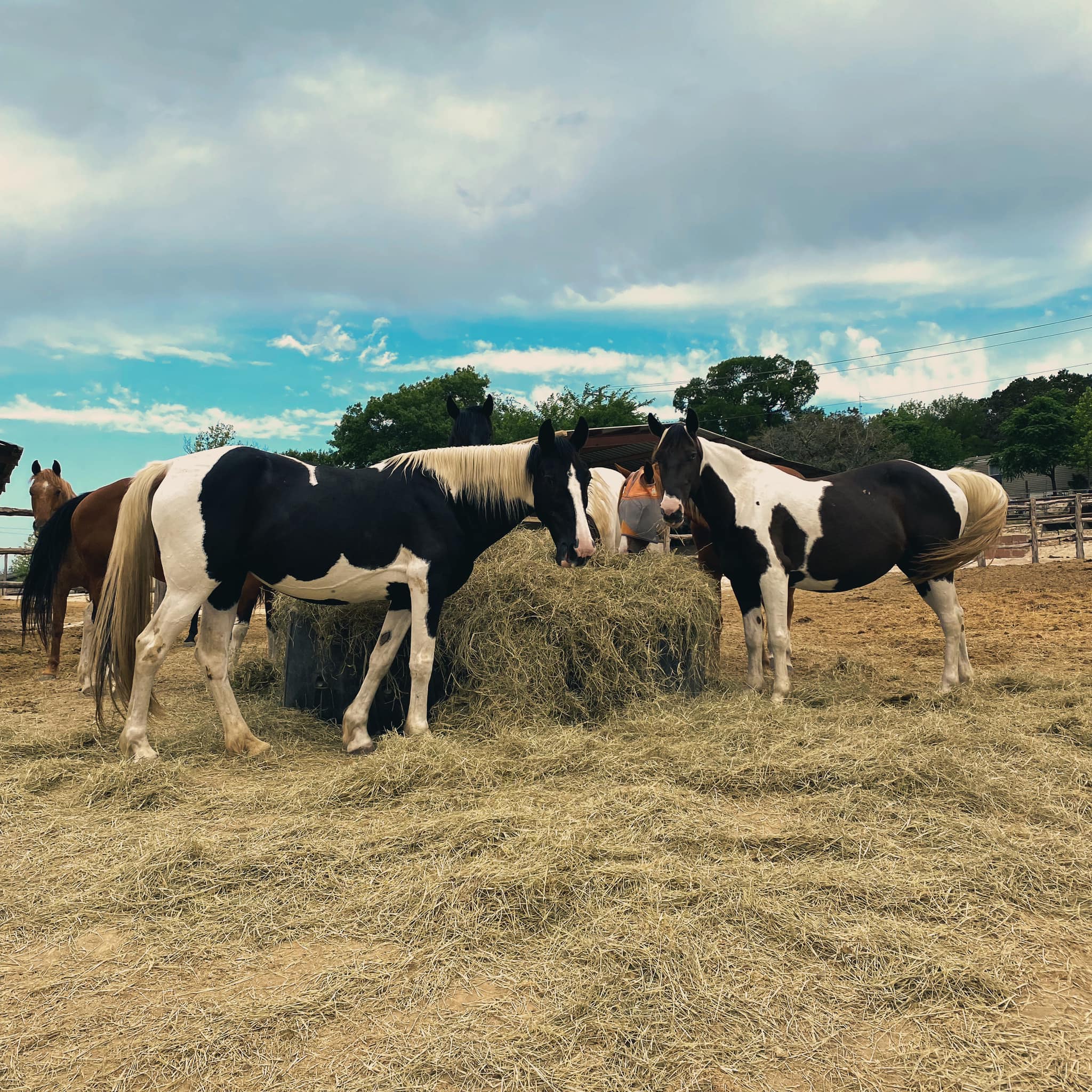 Seasonal Feeding Strategies