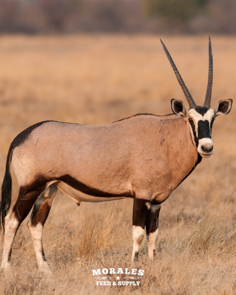 Morales protein feed for exotics in South Texas