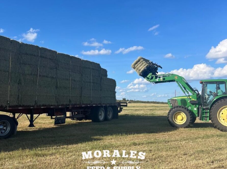 Morales Blog