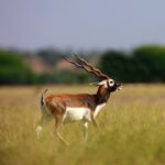 protein feed for exotics in South Texas