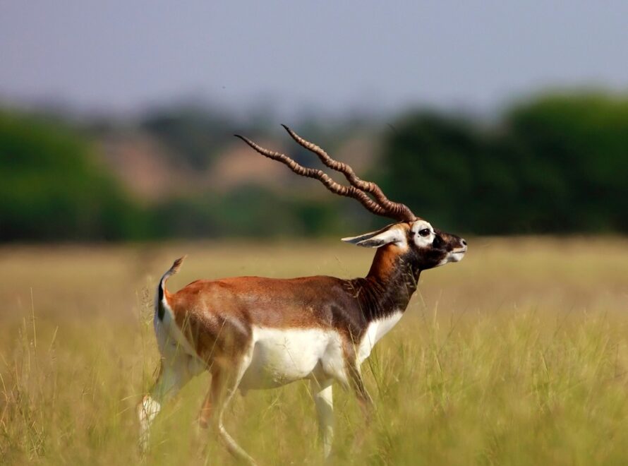 protein feed for exotics in South Texas