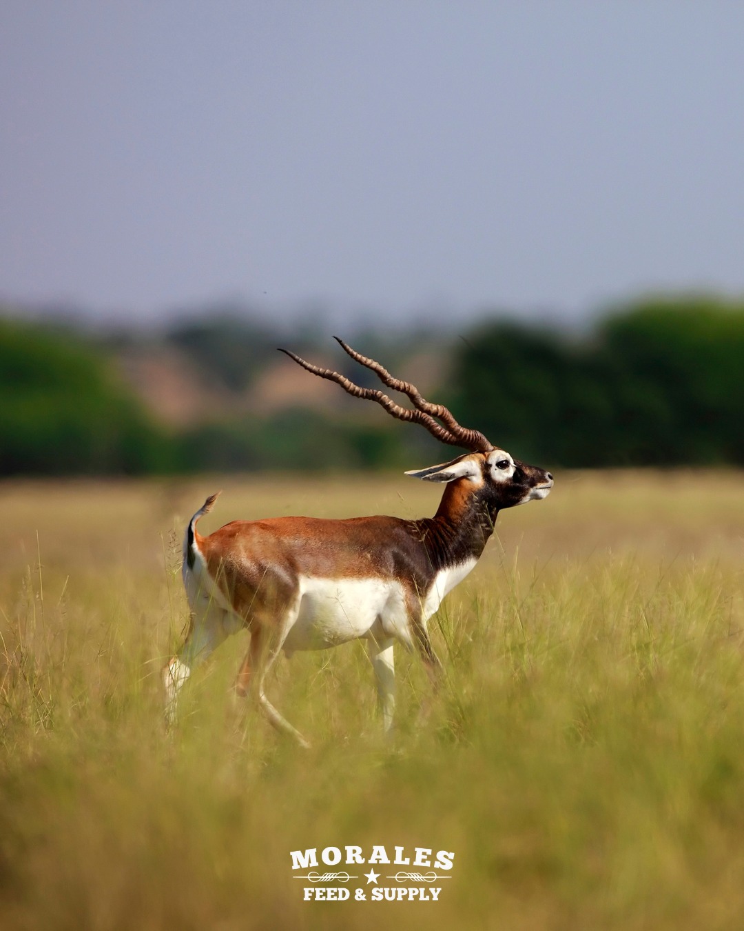 protein feed for exotics in South Texas