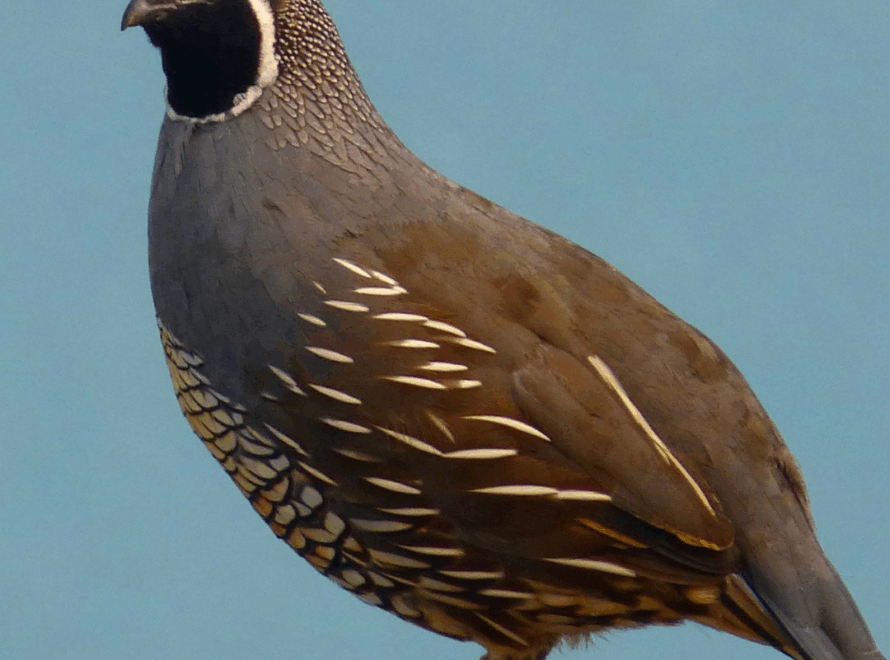 South Texas Quail